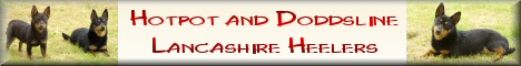 THE definitive web site for information and photographs of Lancashire Heelers