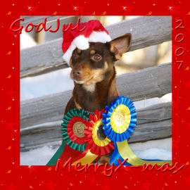 Lancashire Heeler Hotpot Hot News (Kaya)