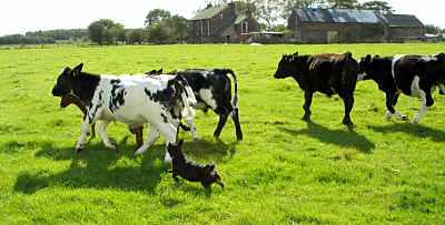 Lancashire Heeler at work