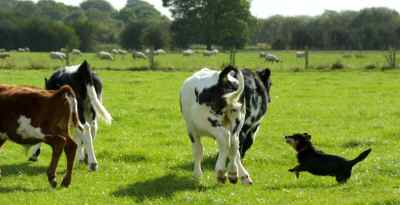 Lancashire Heeler at work 3