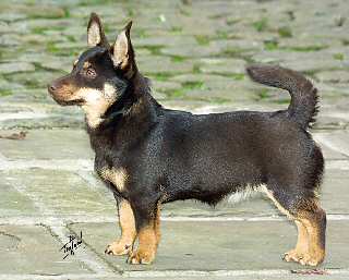 Lancashire Heeler Simonsville Tazmin by Doddsline