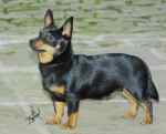 Lancashire Heeler Doddsline Arnold