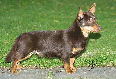 Lancashire Heeler Doddsline Revil