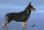 Lancashire Heeler Doddsline Tracy