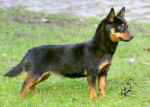 Lancashire Heeler Doddsline Pearl