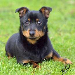 Lancashire Heeler Hotpot Little Madam