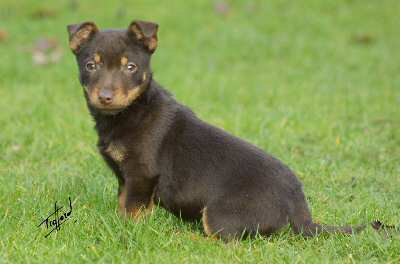 Lancashire Heeler Puppy