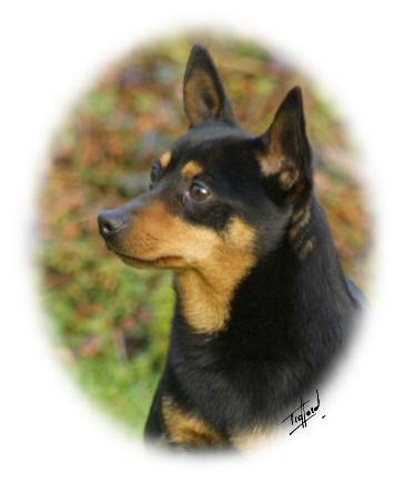 Lancashire Heeler Doddsline Doris - Olive