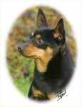 Lancashire Heeler Doddsline Doris