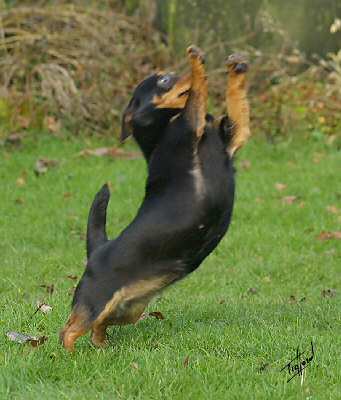 Lancashire Heeler Doddsline Doris in a spin