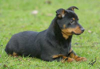 Lancashire Heeler Hotpot Little Madam