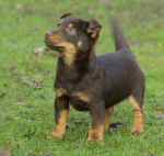 Lancashire Heeler Hotpot Twinkle Little Star