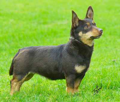 Lancashire Heeler Simonsville Tasmin by Doddsline