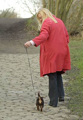 Lancashire Heeler Hotpot Twinkle Little Star on a walk