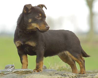 Lancashire Heeler Hotpot Twinkle Little Star