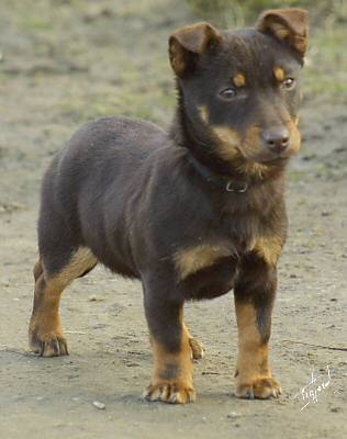 Lancashire Heeler Hotpot Twinkle Little Star