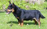 Lancashire Heeler Doddsline Pete