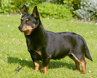 Lancashire Heeler Doddsline Senior