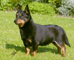 Lancashire Heeler Doddsline Senior