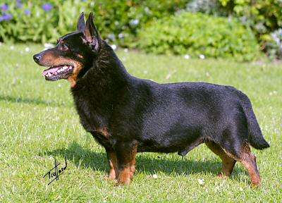 Lancashire Heeler Doddsline Kristen