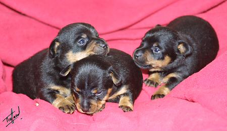 Lancashire Heeler pups