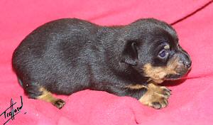 Lancashire Heeler puppy