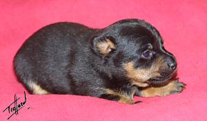 Lancashire Heeler puppy