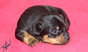 Lancashire Heeler puppy