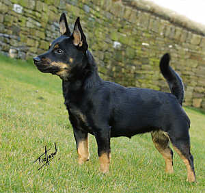 Lancashire Heeler Caty 9W072D-009