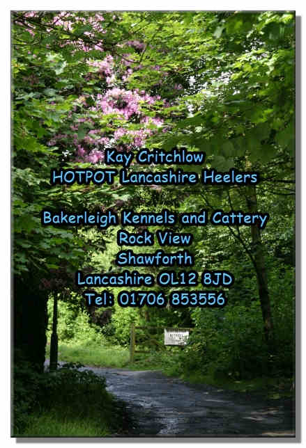 Hotpot Lancashire Heelers - contact details