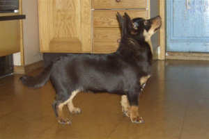 Lancashire Heeler Lancashire Heeler