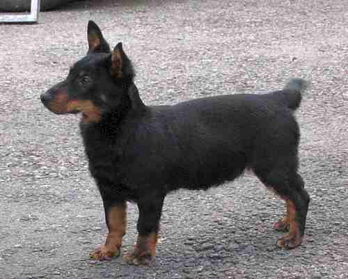 Lancashire heeler Doddsline Daniel