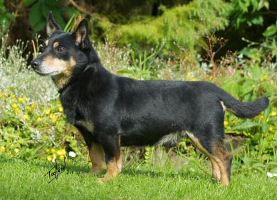 Lancashire Heeler Doddsline Cracer