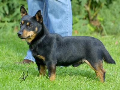 Lancashire Heeler Doddsline Pete