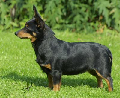 Lancashire Heeler Doddsline Tracy