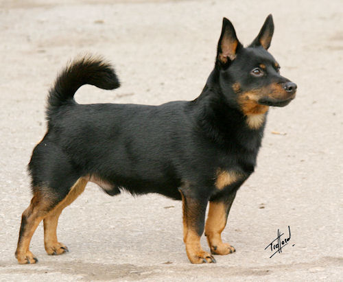 Lancashire Heeler Ch Hotpot Hell for Leather