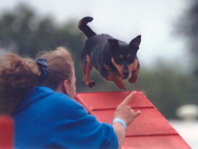 Lancashire Heeler 