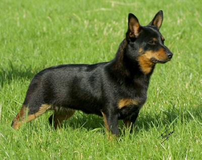 Lancashire Heeler Hotpot Little Madam