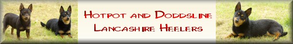 Hotpot and Doddsline Lancashire Heelers