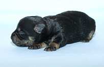 Lancashire Heeler Pup, 2 days old