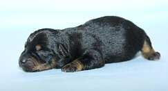 Lancashire Heeler Pup, 2 days old