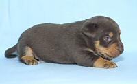 Lancashire Heeler Pup, 3 weeks old