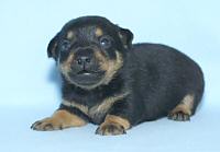 Lancashire Heeler Pup, 3 weeks old