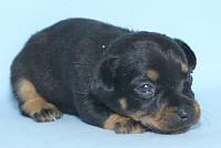 Lancashire Heeler Pup, 3 weeks old