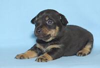 Lancashire Heeler Pup, 3 weeks old