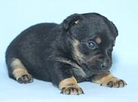 Lancashire Heeler Pup, 3 weeks old