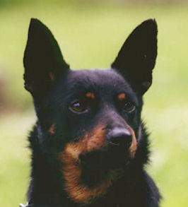 Lancashire Heeler Doddsline Kristen