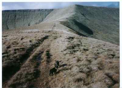 Lancashire Heeler 