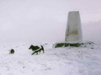 Lancashire Heeler 