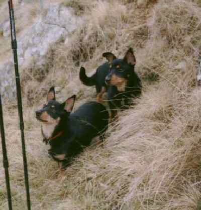 Lancashire Heeler 